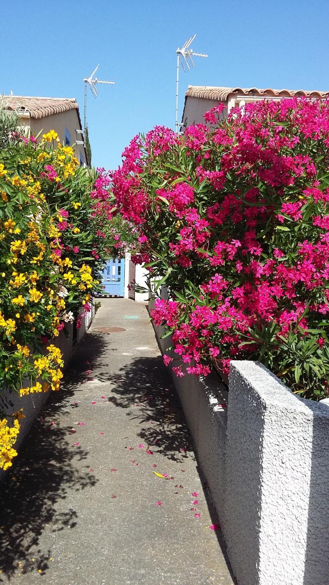 Les Amandines Villa Agde Dış mekan fotoğraf